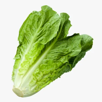 Romain Lettuce