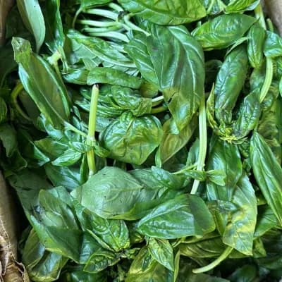 Basil leaves