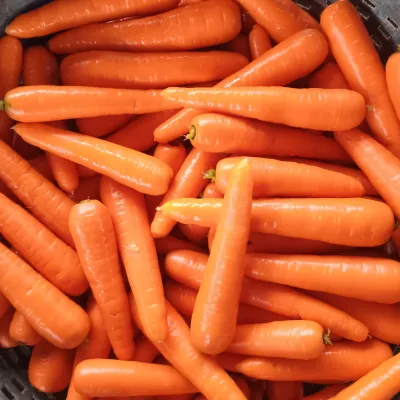 Carrot