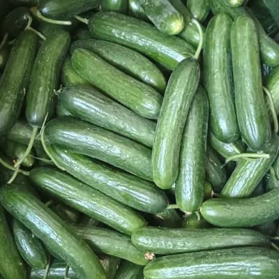 English Cucumber