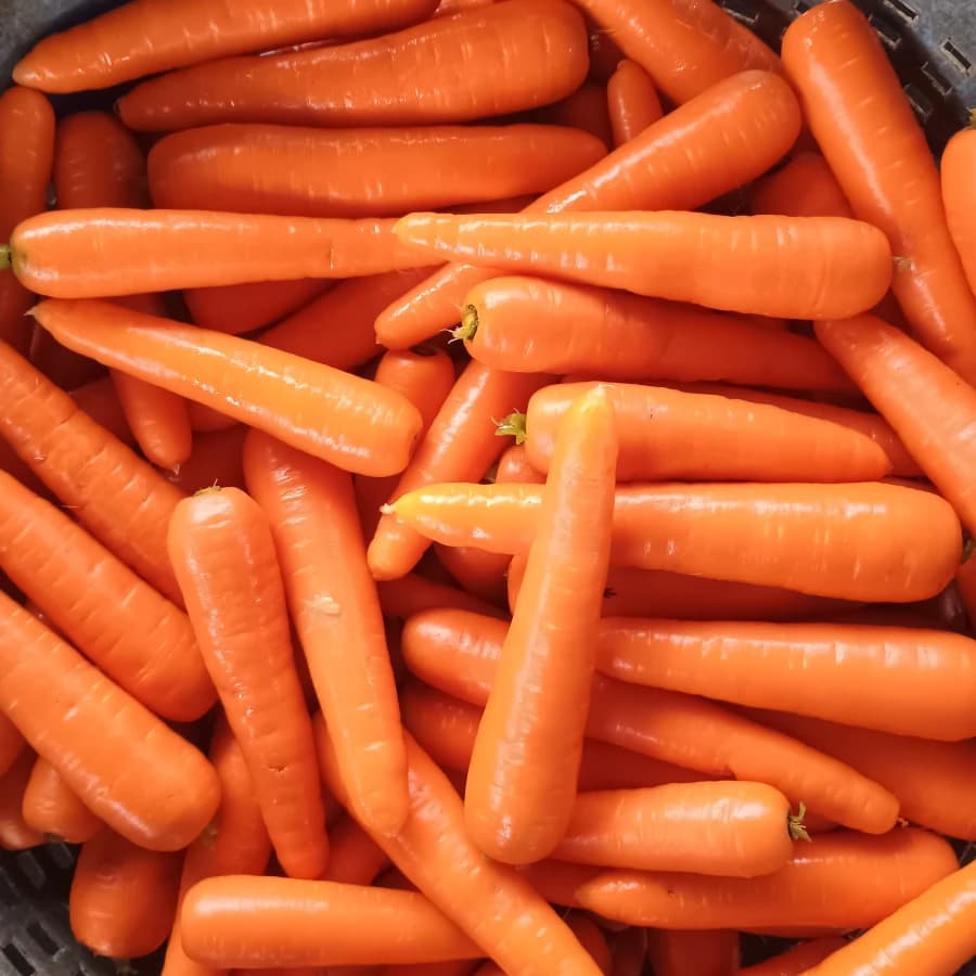 Carrot