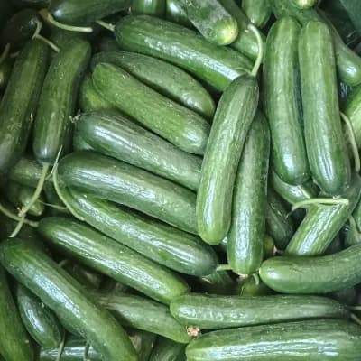 European Cucumber