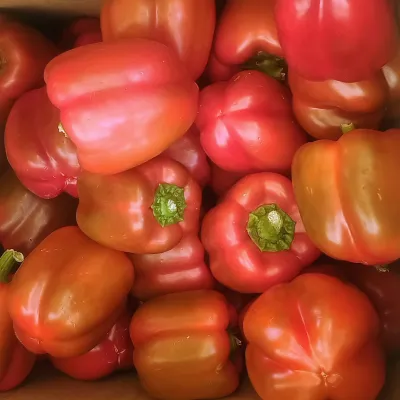 Capsicum Red