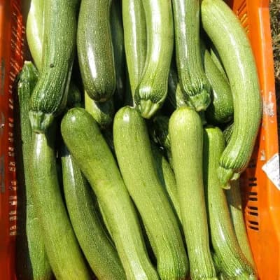 Zucchini Green