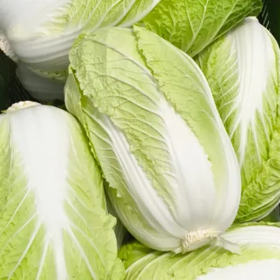 Chinese Cabbage