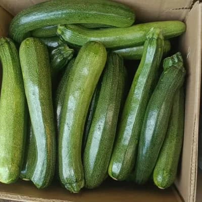 Zucchini Green