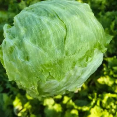 Iceberg Lettuce