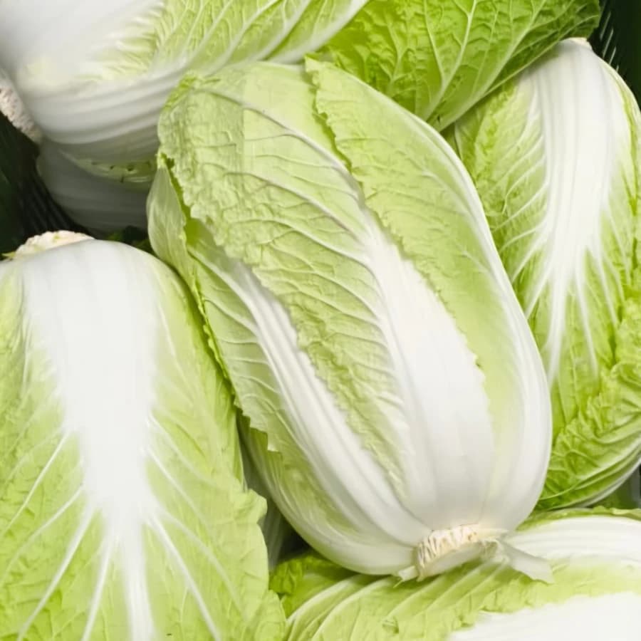 Chinese Cabbage