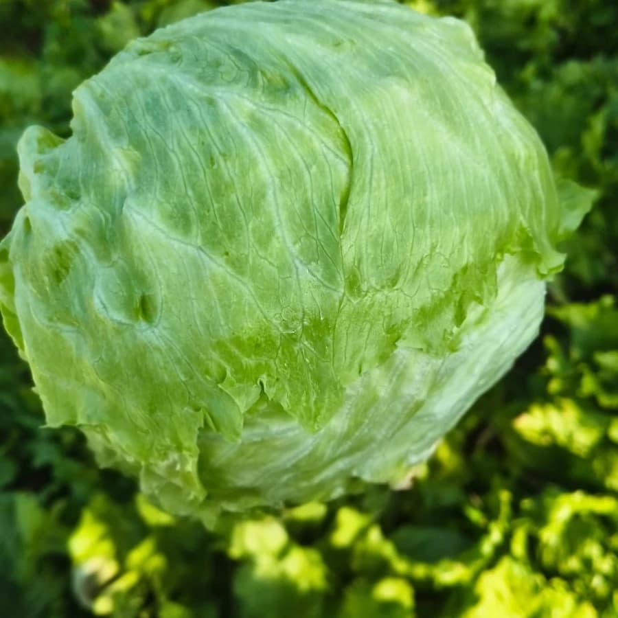 Iceberg Lettuce
